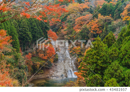 Landscape of Awa Machi waterfall in Yoro valley in autumn 43481937