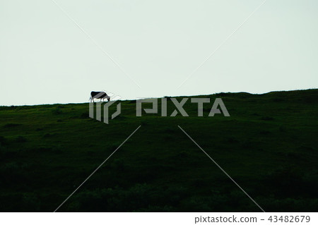 Isolated cow Isolated cow 43482679