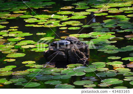The turtle of the pond of Oharano Shrine Aoisawa The turtle of the pond of Oharano Shrine Aoisawa 43483165