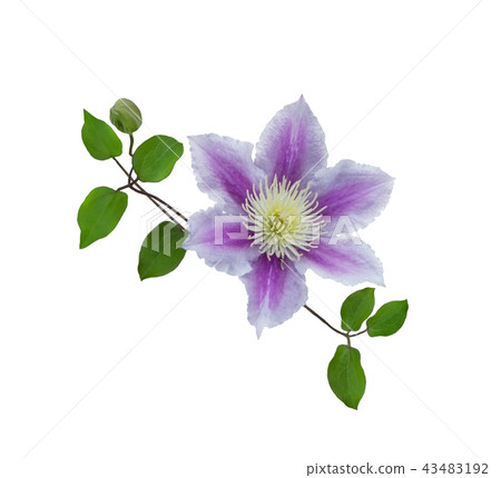 Purple clematis on a stem Purple clematis on a stem 43483192