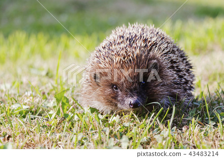 West european hedgehog europaeus  43483214