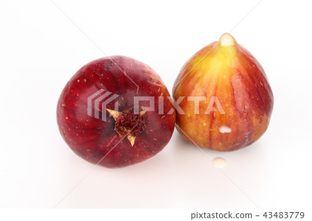 Fig and sap Fig and sap 43483779