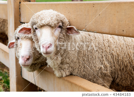Sheeps in agriculture farm. Sheeps in agriculture farm. 43484183