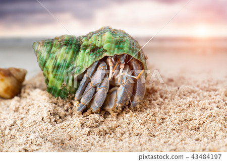 Colorful hermit crab on the beach. Colorful hermit crab on the beach. 43484197