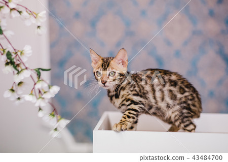 bengal kitten baby cats bengal kitten baby cats 43484700