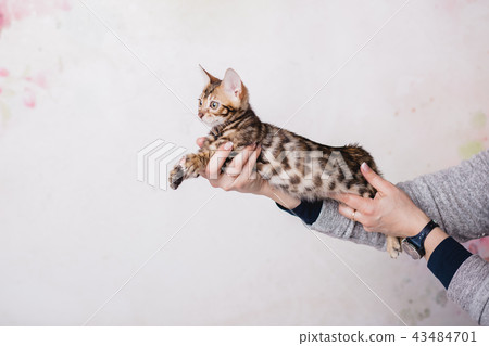 bengal kitten baby cats bengal kitten baby cats 43484701