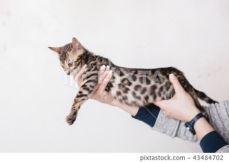 bengal kitten baby cats 43484702