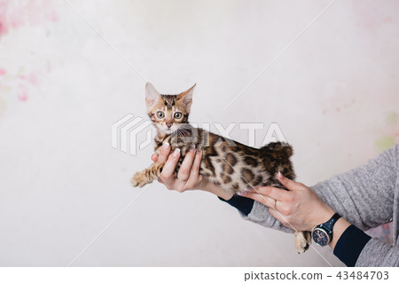 bengal kitten baby cats bengal kitten baby cats 43484703
