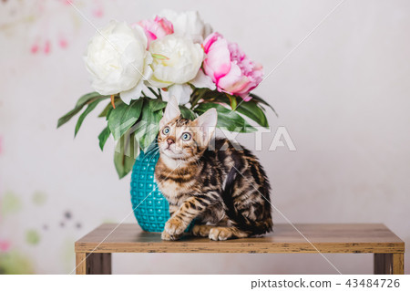 bengal kitten baby cats bengal kitten baby cats 43484726