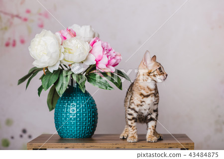 bengal kitten baby cats 43484875