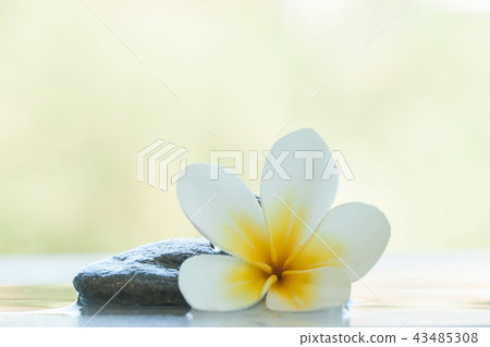 spa flower and stones for massage treatment 43485308