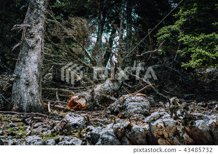 Virgin forest on Kefalonia island. National park with endemic pine trees Virgin forest on Kefalonia island. National park with endemic pine trees 43485732