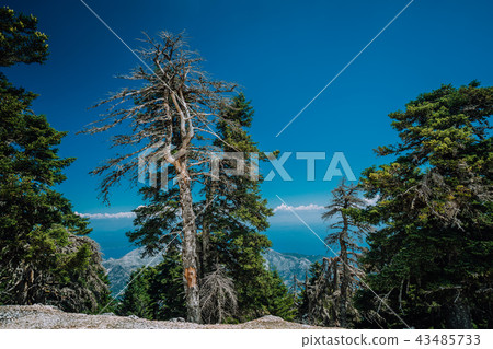 Magic forest and amazimg view from the top of a mountain on Kefalonia island, Greece Magic forest and amazimg view from the top of a mountain on Kefalonia island, Greece 43485733