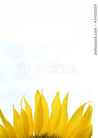 Sunflower petals 43485889