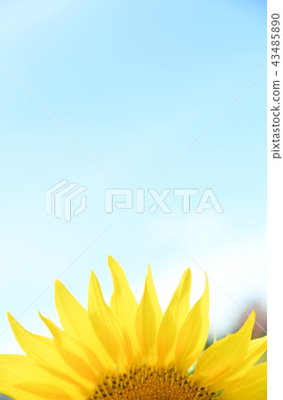 向日葵花瓣 43485890