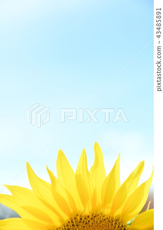 向日葵花瓣 43485891