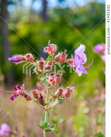 Osbeckia Stellata Ham flower Osbeckia Stellata Ham flower 43485892
