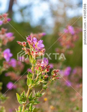 Osbeckia Stellata Ham flower Osbeckia Stellata Ham flower 43485898