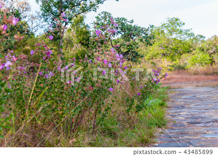 Osbeckia Stellata Ham flower 43485899