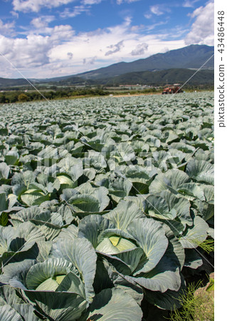 Cabbage field Cabbage field 43486448