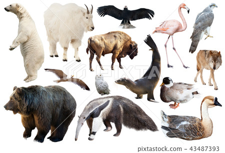 set of north american animals isolated set of north american animals isolated 43487393