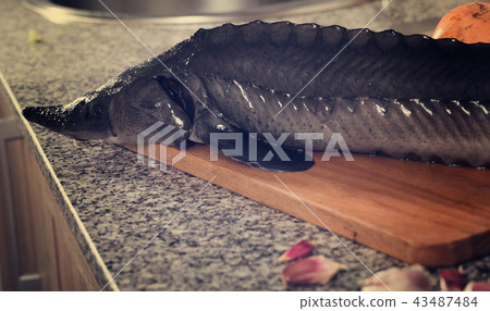Closeup of fresh sturgeon in kitchen interior 43487484
