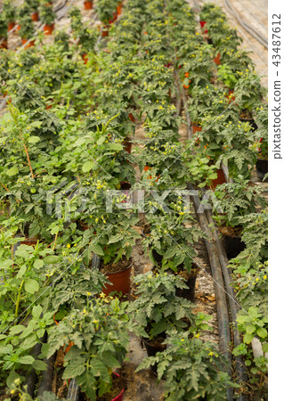 Seedlings of tomatoes growing in pots in greenhouse 43487612