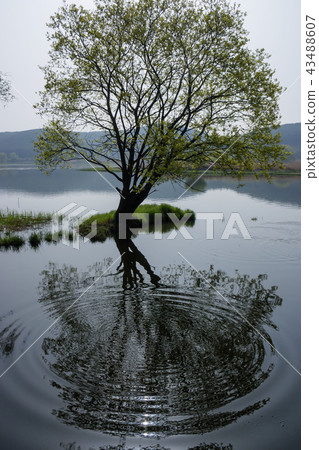 Gyeongsangnam-do,Gyeongnam,Korea,Changnyeong,Upo Gyeongsangnam-do,Gyeongnam,Korea,Changnyeong,Upo 43488607