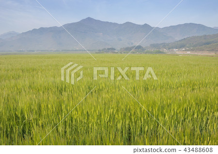 Gyeongsangnam-do，Gyeongnam，Korea，Hadong，Parsori 43488608