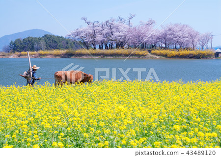 Gyeongsangnam-do, Gyeongnam, Korea, Namhae, Namhae Moving lakes 43489120