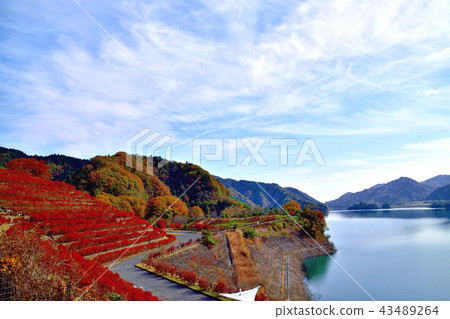 Miyagase dam dyed in beautiful autumn leaves bright red tannin azalea Miyagase dam dyed in beautiful autumn leaves bright red tannin azalea 43489264