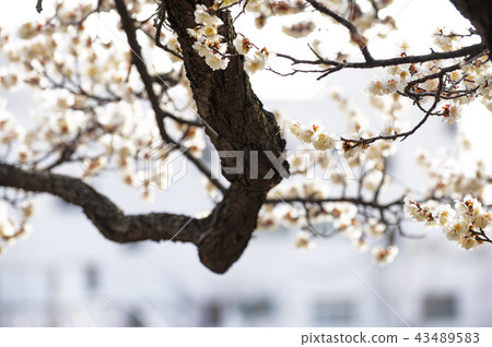 Gyeongsangnam-do, Gyeongnam, Korea, Gimhae, Gimhae Gyeongsangnam-do, Gyeongnam, Korea, Gimhae, Gimhae 43489583