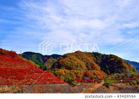 Miyagase dam dyed in beautiful autumn leaves and bright red sandalnut azalea 43489584