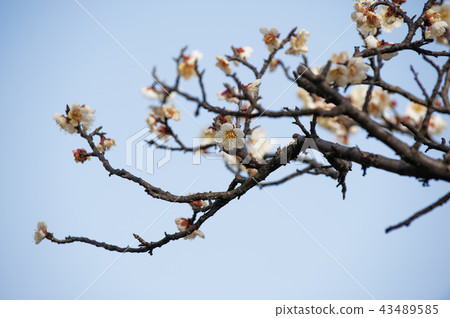 Gyeongsangnam-do, Gyeongnam, Korea, Gimhae, Gimhae Gyeongsangnam-do, Gyeongnam, Korea, Gimhae, Gimhae 43489585