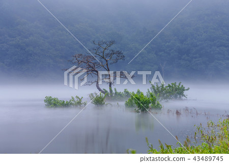 Gyeongsangnam-do,Gyeongnam,Korea,Hapcheon,Misinsong,Pine Gyeongsangnam-do,Gyeongnam,Korea,Hapcheon,Misinsong,Pine 43489745