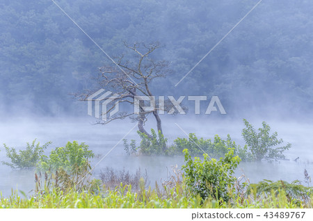 Gyeongsangnam-do,Gyeongnam,Korea,Hapcheon,Misinsong,Pine Gyeongsangnam-do,Gyeongnam,Korea,Hapcheon,Misinsong,Pine 43489767