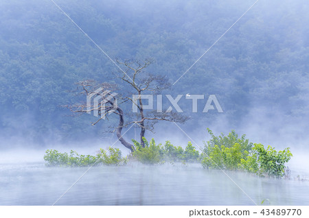 Gyeongsangnam-do，Gyeongnam，Korea，Hapcheon，Misinsong，Pine 43489770