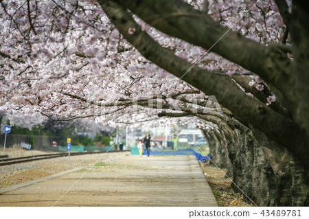慶尚南道,慶南,韓國,Jinhae,Jinjeong,Kyeonghwa站 慶尚南道,慶南,韓國,Jinhae,Jinjeong,Kyeonghwa站 43489781