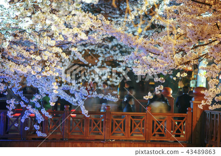 Gyeongsangnam-do,Gyeongnam,Korea,Jinhae Gyeongsangnam-do,Gyeongnam,Korea,Jinhae 43489863