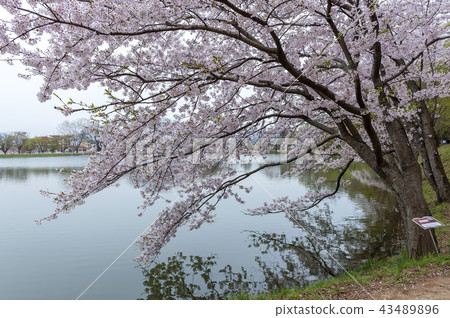 Gyeongsangnam-do，Gyeongnam，Korea，Jinhae，Jinjeong，Pond 43489896