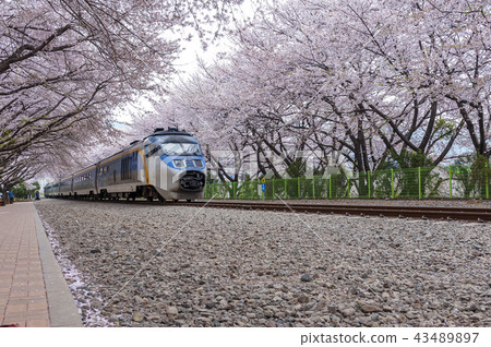 慶尚南道,慶南,韓國,Jinhae,Jinjeong,Kyeonghwa站 慶尚南道,慶南,韓國,Jinhae,Jinjeong,Kyeonghwa站 43489897