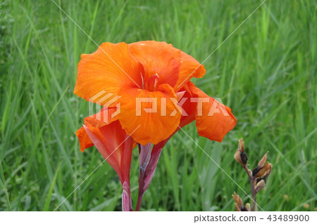 Red canna flower Red canna flower 43489900