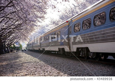 慶尚南道，慶南，韓國，Jinhae，Jinjeong，Kyeonghwa站 43489916