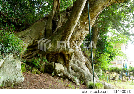 Old trees in Zelkova and Kaya Miyagi Prefecture Old trees in Zelkova and Kaya Miyagi Prefecture 43490038