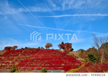 Miyagase dam dyed in beautiful autumn leaves and bright red sandalnut azalea 43490216