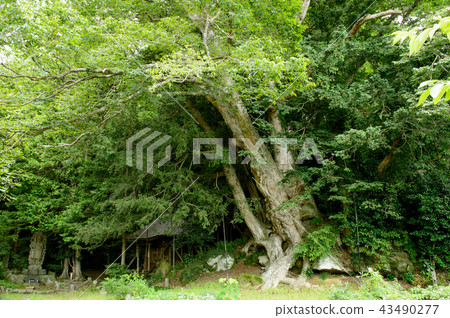 宮城縣老zelkova樹 宮城縣老zelkova樹 43490277