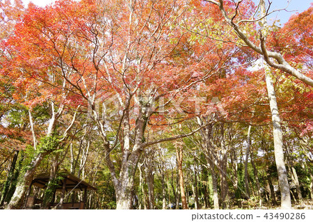 Autumn leaves on the lakeside petting garden 43490286