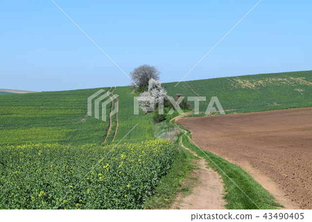 在油菜花田和瞭望塔中有小徑的風景 在油菜花田和瞭望塔中有小徑的風景 43490405