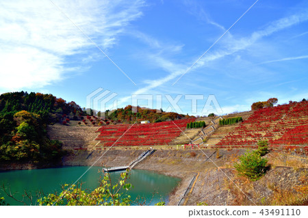 Miyagase dam dyed in beautiful autumn leaves and bright red sandalnut azalea Miyagase dam dyed in beautiful autumn leaves and bright red sandalnut azalea 43491110