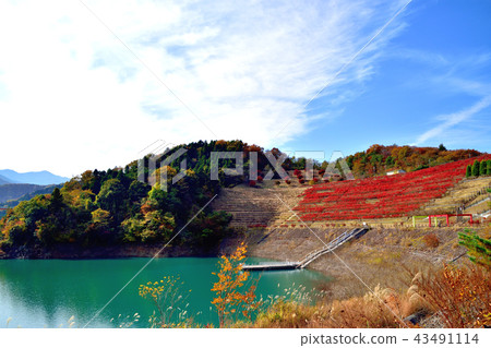 Miyagase dam dyed in beautiful autumn leaves and bright red sandalnut azalea Miyagase dam dyed in beautiful autumn leaves and bright red sandalnut azalea 43491114